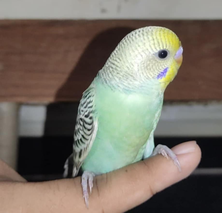 The old bench under the tree